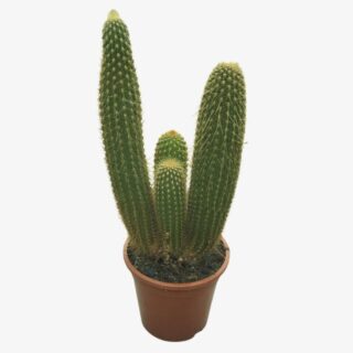 Haageocereus Cactus Plant