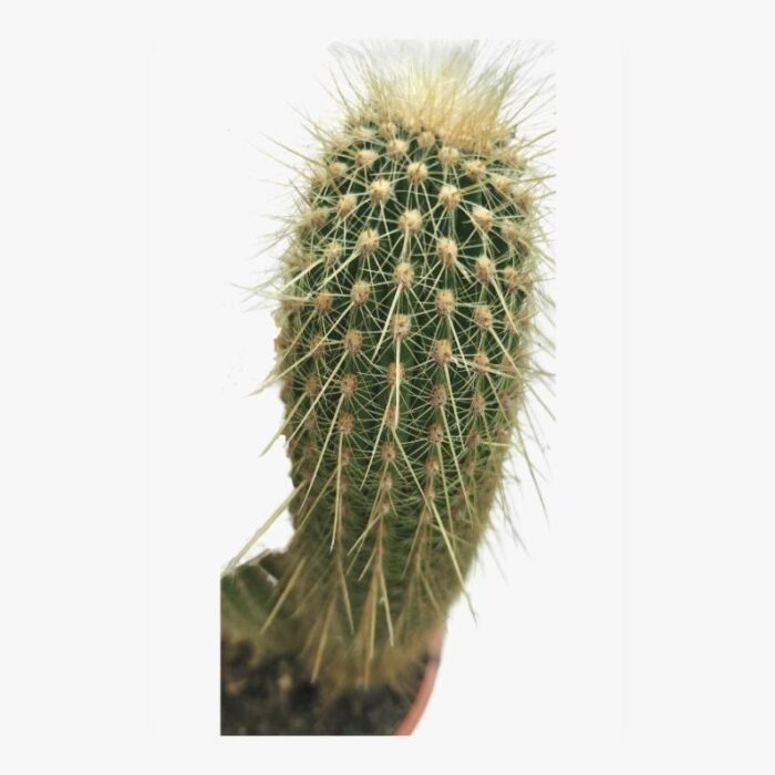 Haageocereus Cactus