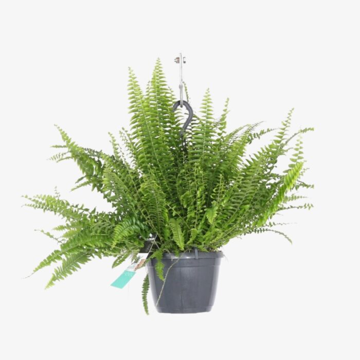 Nephrolepis exaltata Green Lady