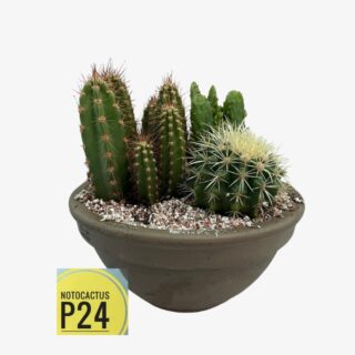 Notocactus 1