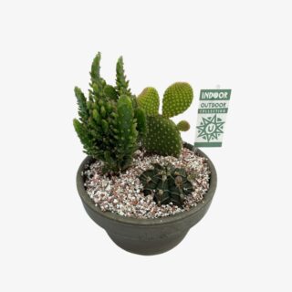 Notocactus p44 1