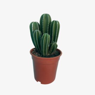 Notocactus p45 1