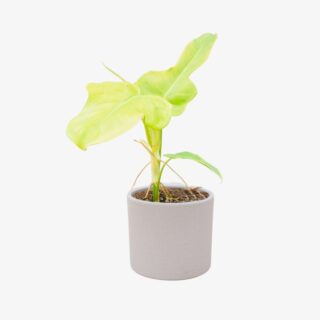 Philodendron Golden Violin