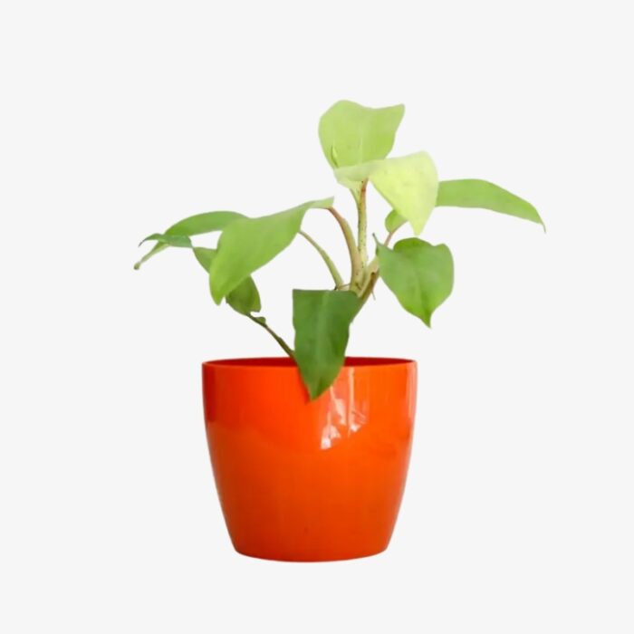 Philodendron Lemon Lime