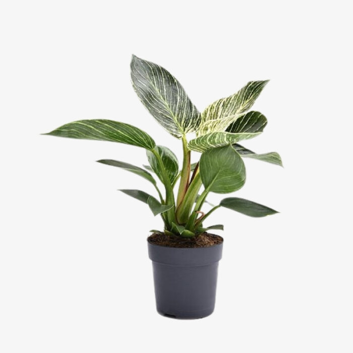 Philodendron White Measure