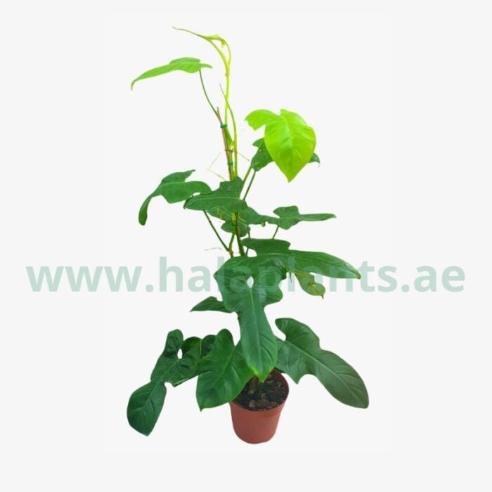 Philodendron Yellow Violin