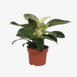 Philodendron overig