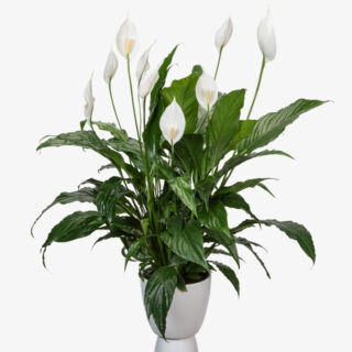 Spathiphyllum Sweet Chico