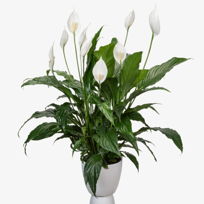 Spathiphyllum Sweet Chico