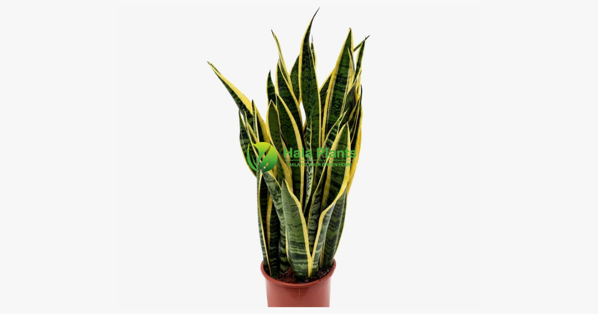 Mother in law tongue plant toxic to dogs cheap