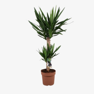 Yucca toef 60 30