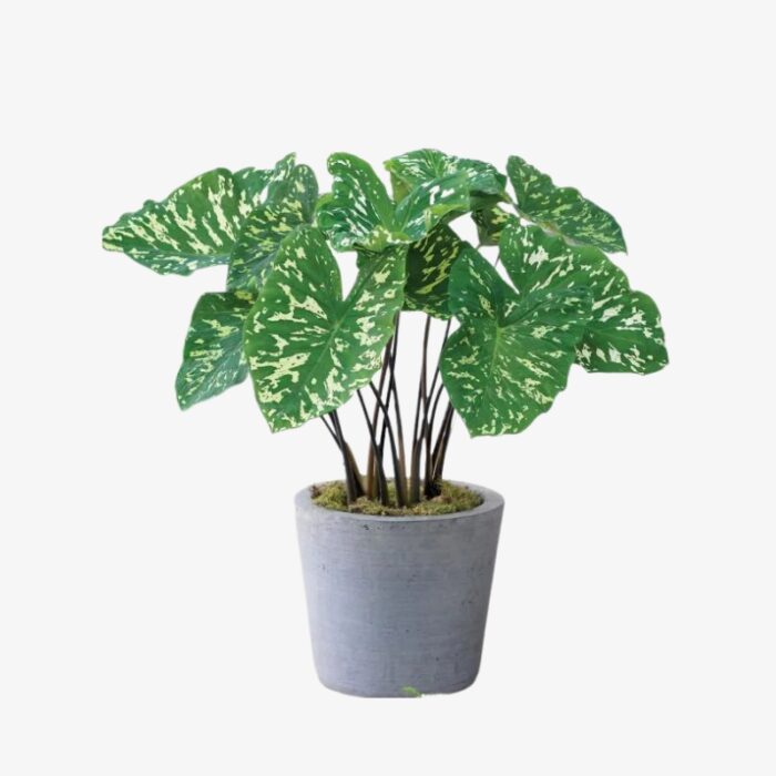 alocasia hilo beauty 1