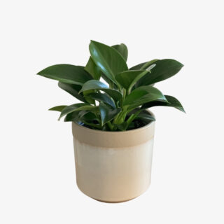 philodendron green princess