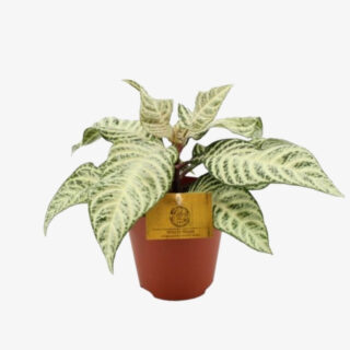 Aphelandra White wash