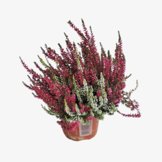 Calluna Vulgaris Garden Girls Twins