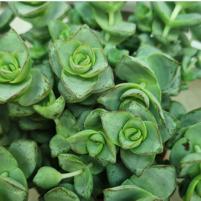 Crassula Marnieriana Leaves