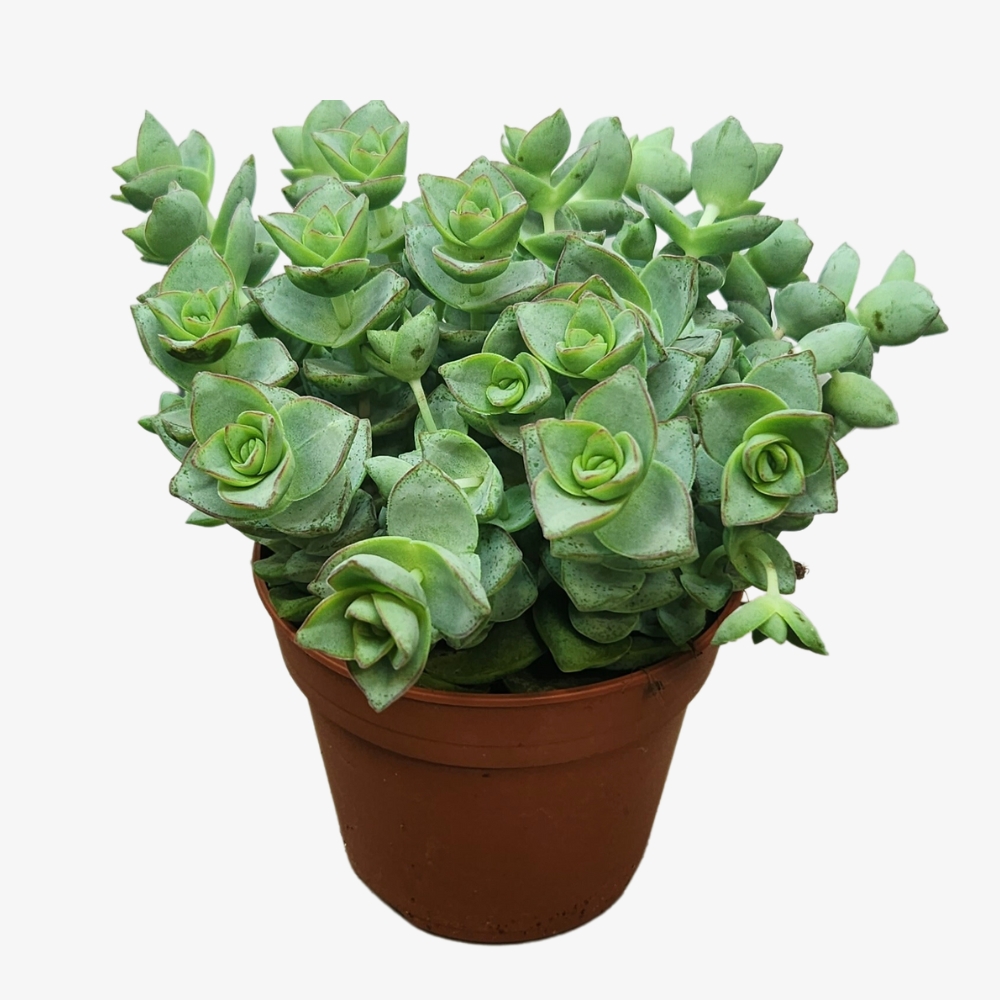 Crassula Marnieriana Plant