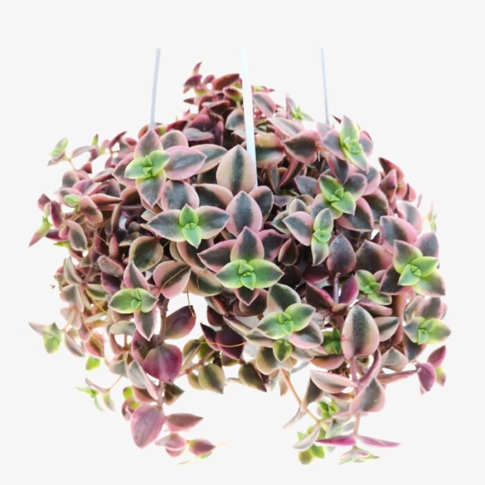 Crassula marginalis 1 1