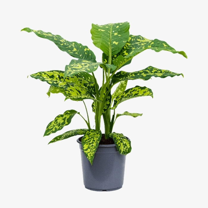 Dieffenbachia Cheetah