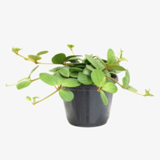 Peperomia tetraphylla Hope