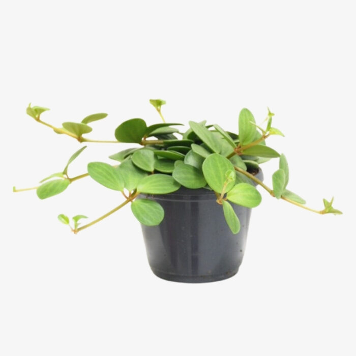 Peperomia tetraphylla Hope