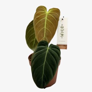 Philodendron Melanochrysum 2