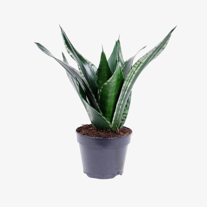 Sansevieria Trifasciata Grey Stripe