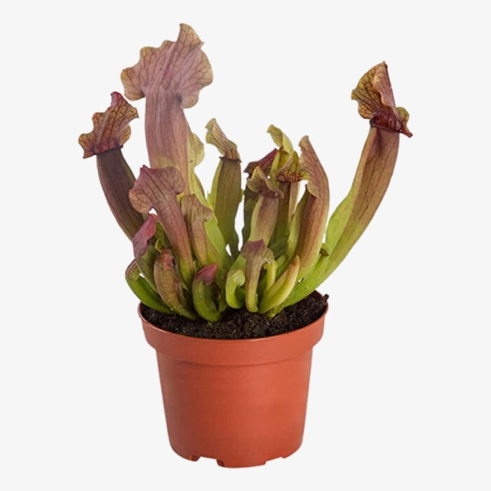 Sarracenia Rosea 3