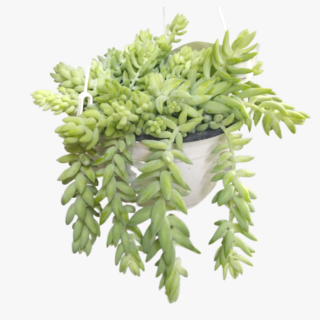 Sedum Morganianum 1