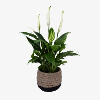 Spathiphyllum Chopin 1