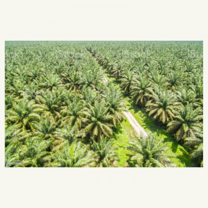 Palm Trees Field