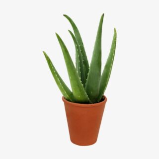 aloe vera 1