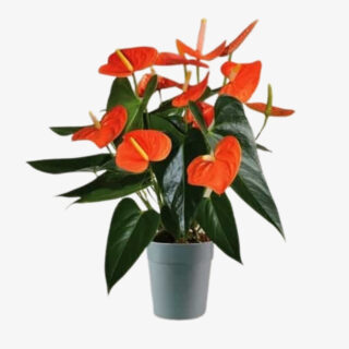 anthurium orange