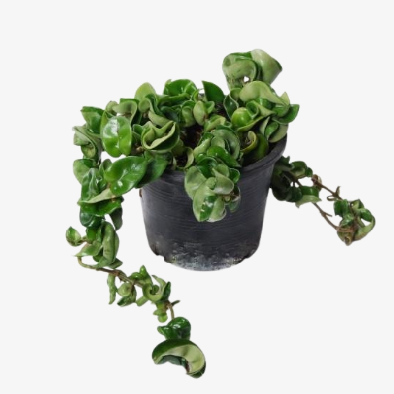Hoya rope plant deals