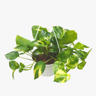 money plant 1