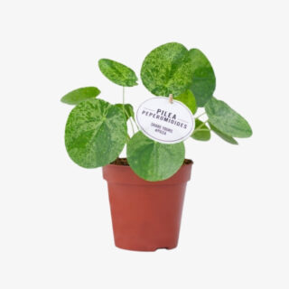 pilea mojito