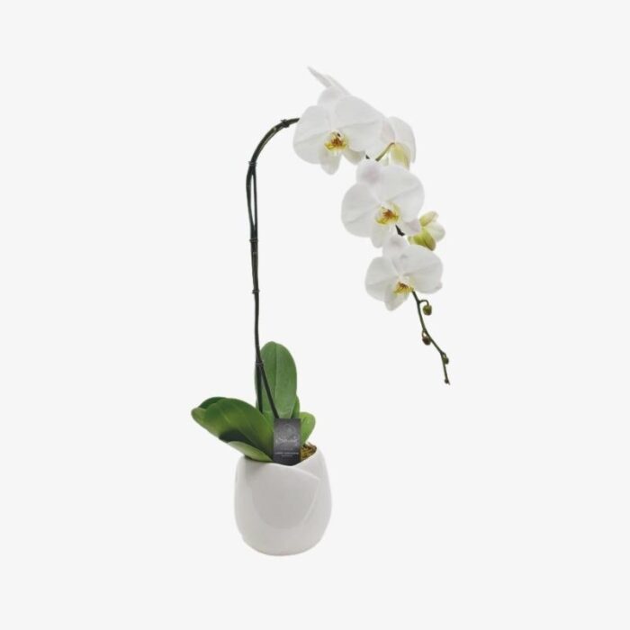 white Orchid