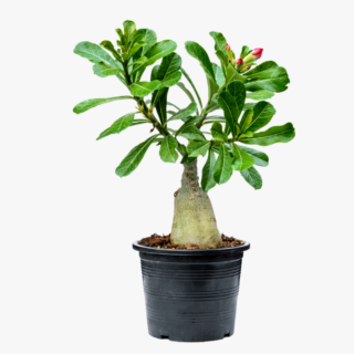 Adenium Grafted