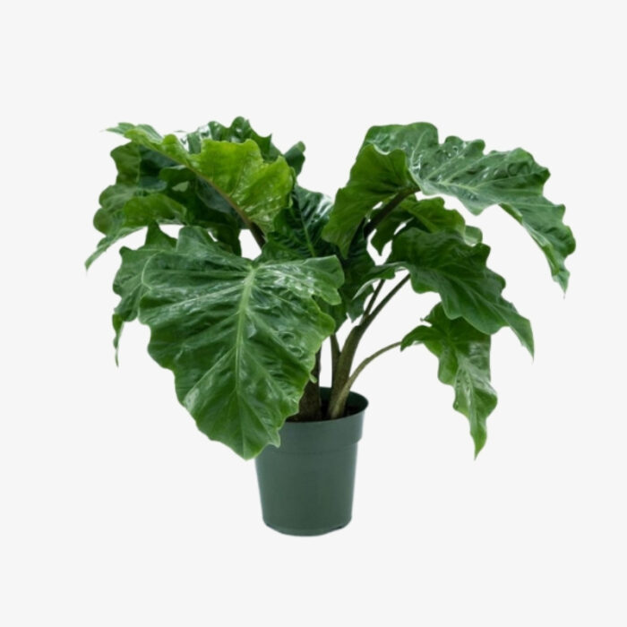 Alocasia Low Rider