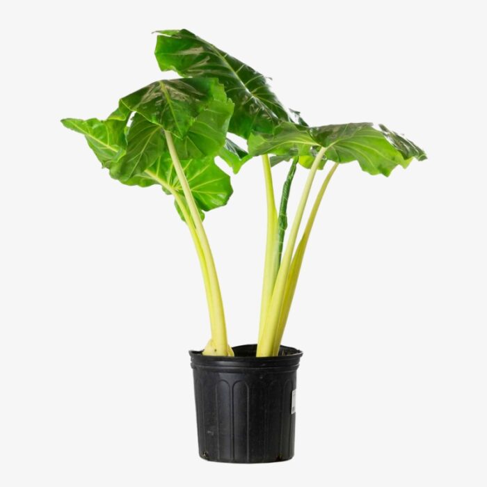 Alocasia Lutea