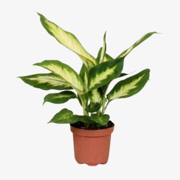 Dieffenbachia Camilla | Indoor plant | Exotic plant | Halaplants.ae