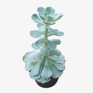 Echeveria A