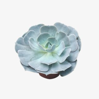 Echeveria B