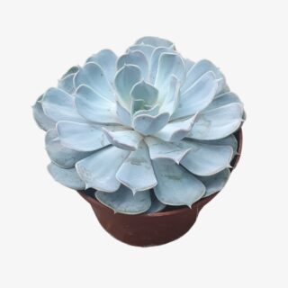 Echeveria C