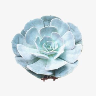 Echeveria D 1