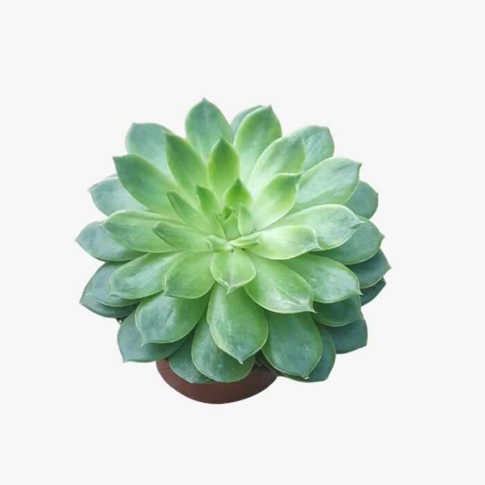 Echeveria G