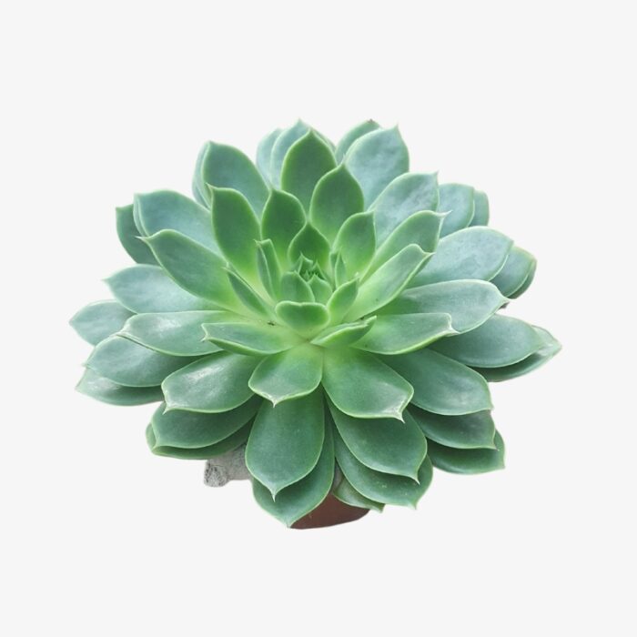 Echeveria H