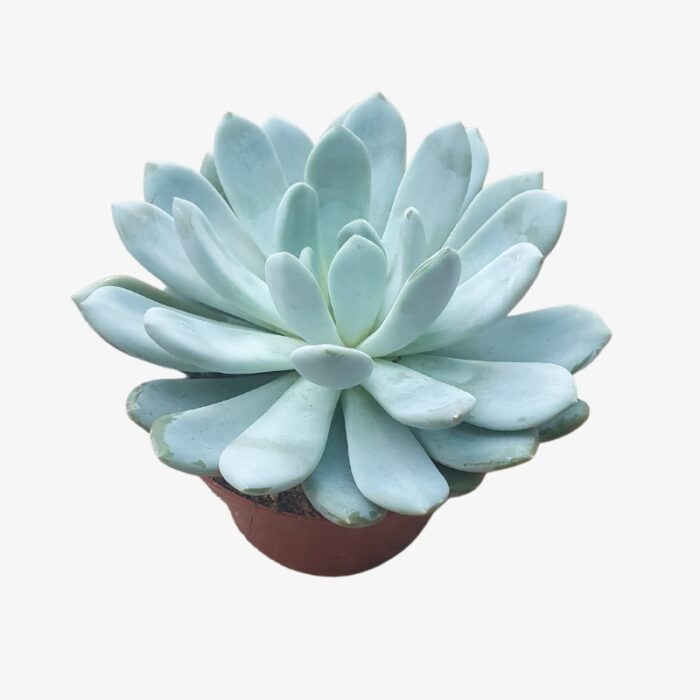 Echeveria I