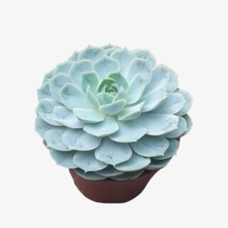 Echeveria J