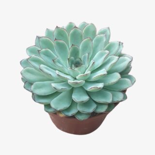 Echeveria K